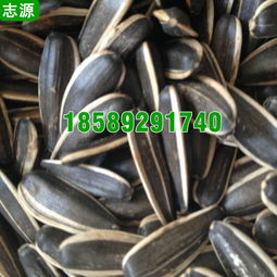 【志源6p瓜子烘干機環保節能小型五香瓜子干燥設備全國報價】-